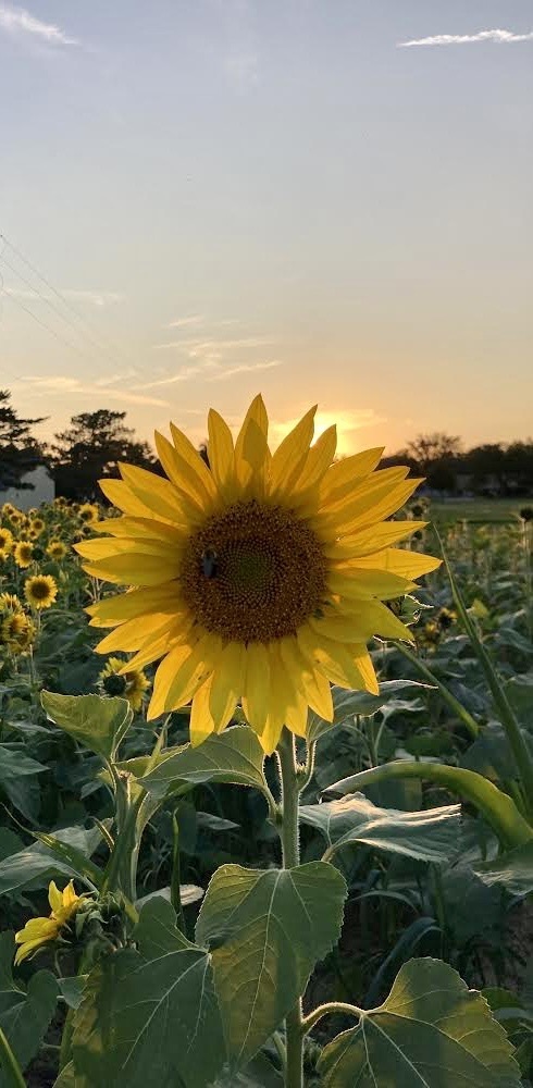 The beautiful sun greet our sunflowers this morning 